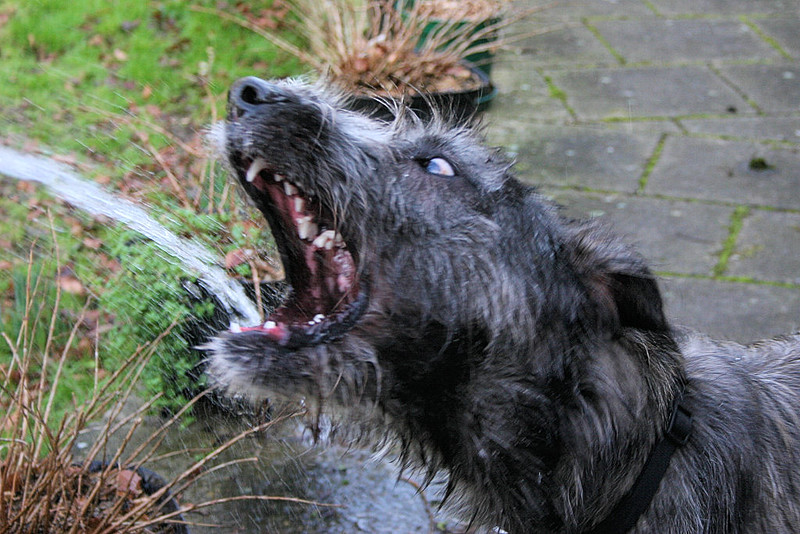 L'étonnante taille du Irish Wolfhound ou lévrier irlandais L etonnante taille du Irish wolfhound ou levrier irlandais 12 L-etonnante-taille-du-Irish-wolfhound-ou-levrier-irlandais-12