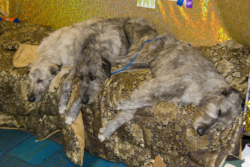 L'étonnante taille du Irish Wolfhound ou lévrier irlandais L etonnante taille du Irish wolfhound ou levrier irlandais 13 L-etonnante-taille-du-Irish-wolfhound-ou-levrier-irlandais-13