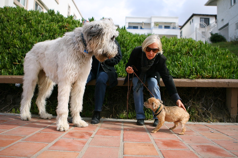 L'étonnante taille du Irish Wolfhound ou lévrier irlandais L etonnante taille du Irish wolfhound ou levrier irlandais 14 L-etonnante-taille-du-Irish-wolfhound-ou-levrier-irlandais-14