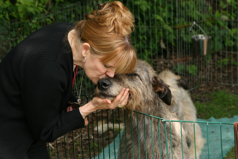 L'étonnante taille du Irish Wolfhound ou lévrier irlandais L etonnante taille du Irish wolfhound ou levrier irlandais 16 L-etonnante-taille-du-Irish-wolfhound-ou-levrier-irlandais-16