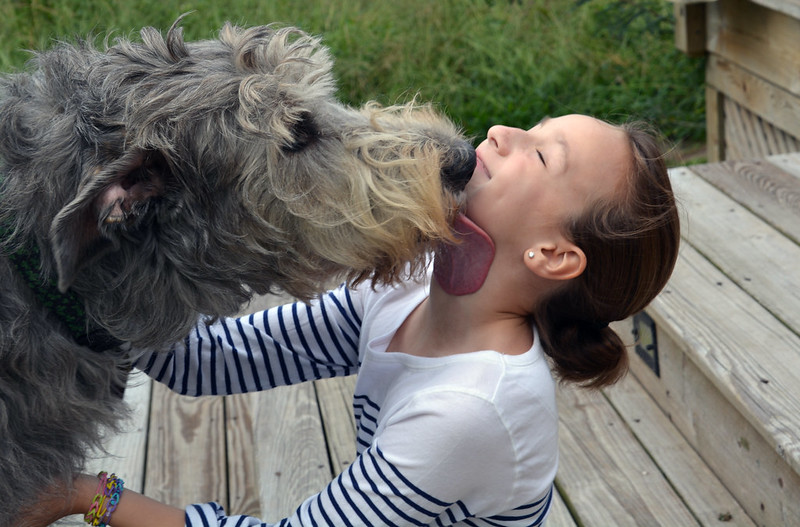 L'étonnante taille du Irish Wolfhound ou lévrier irlandais L etonnante taille du Irish wolfhound ou levrier irlandais 19 L-etonnante-taille-du-Irish-wolfhound-ou-levrier-irlandais-19