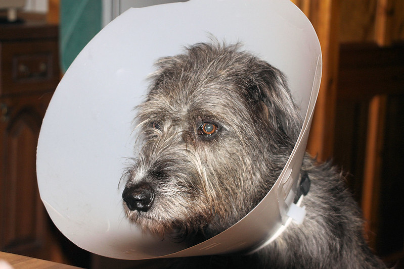 L'étonnante taille du Irish Wolfhound ou lévrier irlandais L etonnante taille du Irish wolfhound ou levrier irlandais 20 L-etonnante-taille-du-Irish-wolfhound-ou-levrier-irlandais-20