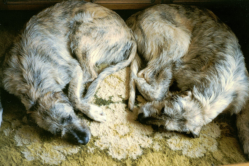 L'étonnante taille du Irish Wolfhound ou lévrier irlandais L etonnante taille du Irish wolfhound ou levrier irlandais 21 L-etonnante-taille-du-Irish-wolfhound-ou-levrier-irlandais-21