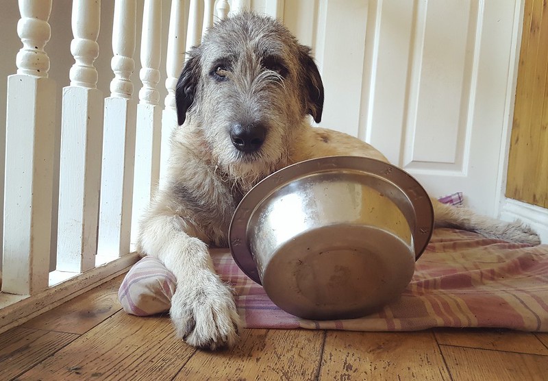 L'étonnante taille du Irish Wolfhound ou lévrier irlandais L etonnante taille du Irish wolfhound ou levrier irlandais 25 L-etonnante-taille-du-Irish-wolfhound-ou-levrier-irlandais-25