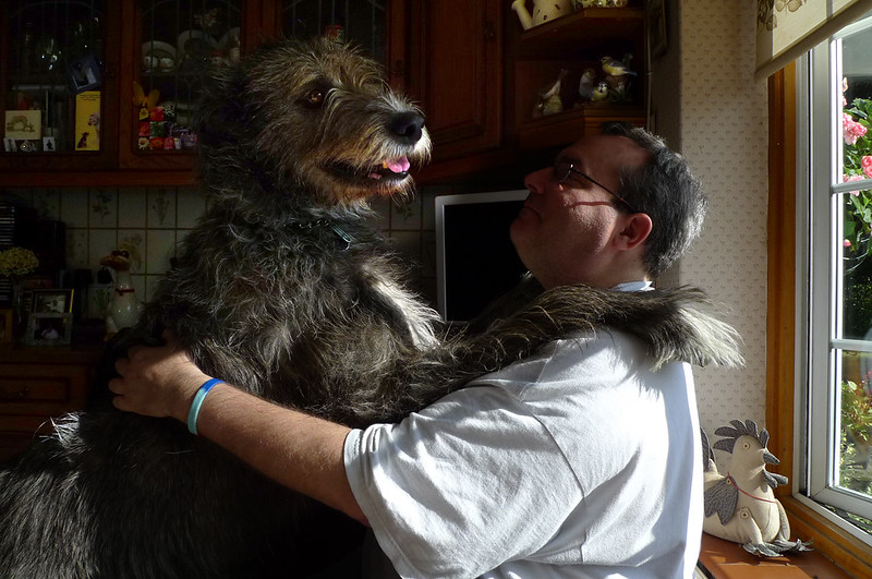 L'étonnante taille du Irish Wolfhound ou lévrier irlandais L etonnante taille du Irish wolfhound ou levrier irlandais 26 L-etonnante-taille-du-Irish-wolfhound-ou-levrier-irlandais-26