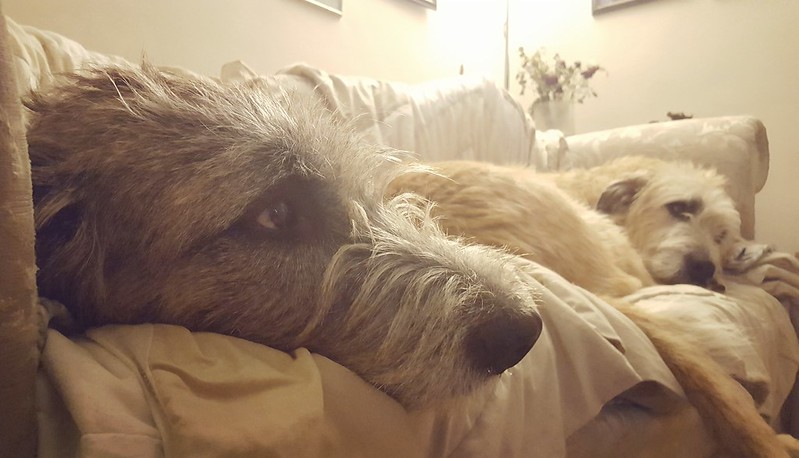 L'étonnante taille du Irish Wolfhound ou lévrier irlandais L etonnante taille du Irish wolfhound ou levrier irlandais 27 L-etonnante-taille-du-Irish-wolfhound-ou-levrier-irlandais-27