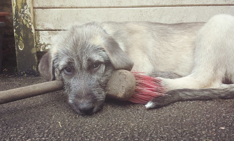 L'étonnante taille du Irish Wolfhound ou lévrier irlandais L etonnante taille du Irish wolfhound ou levrier irlandais 28 L-etonnante-taille-du-Irish-wolfhound-ou-levrier-irlandais-28