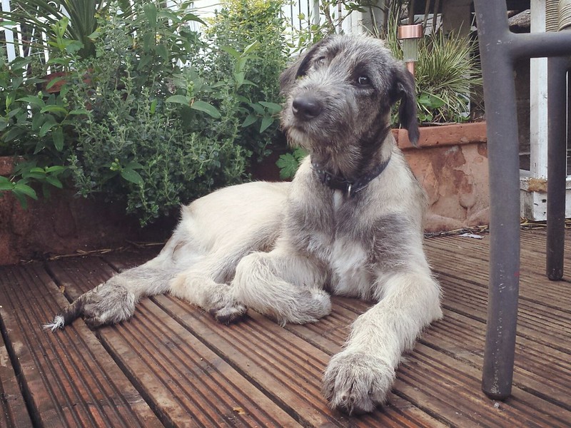 L'étonnante taille du Irish Wolfhound ou lévrier irlandais L etonnante taille du Irish wolfhound ou levrier irlandais 29 L-etonnante-taille-du-Irish-wolfhound-ou-levrier-irlandais-29