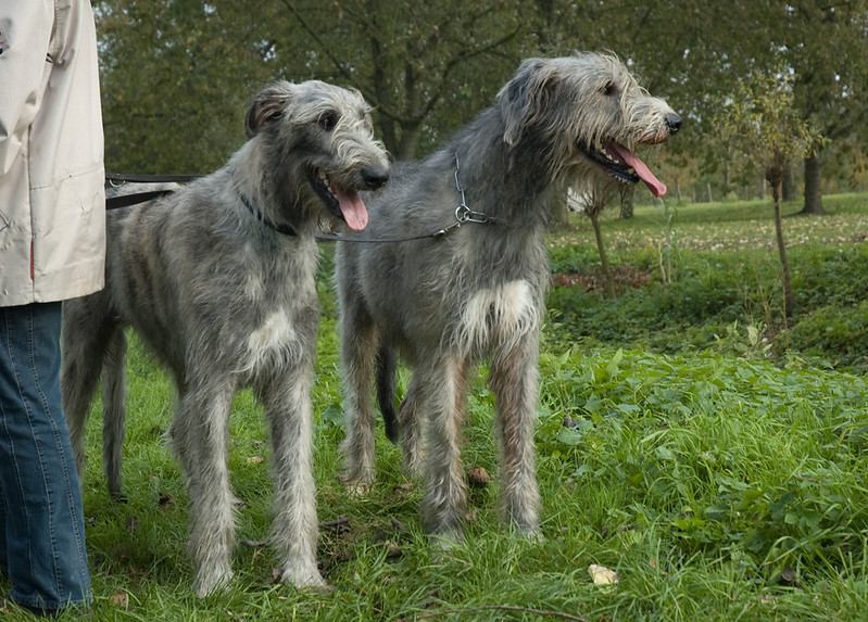 L'étonnante taille du Irish Wolfhound ou lévrier irlandais L etonnante taille du Irish wolfhound ou levrier irlandais 3 L-etonnante-taille-du-Irish-wolfhound-ou-levrier-irlandais-3
