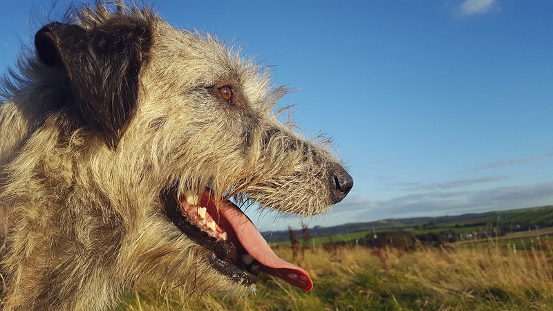 L'étonnante taille du Irish Wolfhound ou lévrier irlandais L etonnante taille du Irish wolfhound ou levrier irlandais 30 L etonnante taille du Irish wolfhound ou levrier irlandais 30