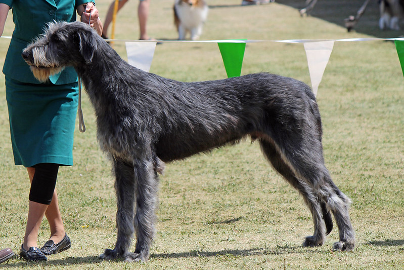 L'étonnante taille du Irish Wolfhound ou lévrier irlandais L etonnante taille du Irish wolfhound ou levrier irlandais 5 L-etonnante-taille-du-Irish-wolfhound-ou-levrier-irlandais-5