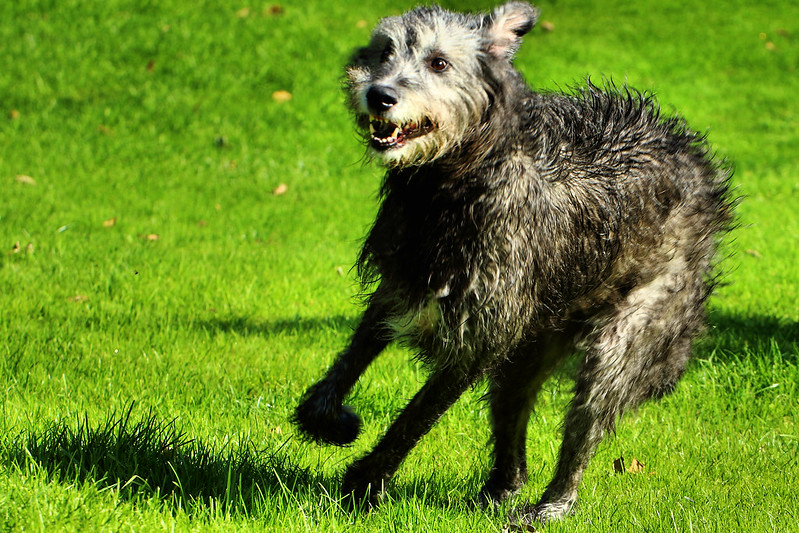L'étonnante taille du Irish Wolfhound ou lévrier irlandais L etonnante taille du Irish wolfhound ou levrier irlandais 6 L-etonnante-taille-du-Irish-wolfhound-ou-levrier-irlandais-6