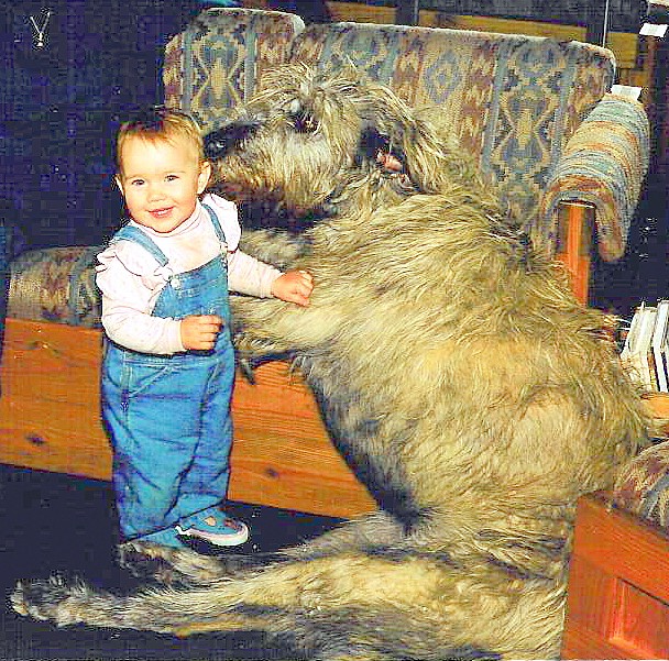 L'étonnante taille du Irish Wolfhound ou lévrier irlandais L etonnante taille du Irish wolfhound ou levrier irlandais 8 L-etonnante-taille-du-Irish-wolfhound-ou-levrier-irlandais-8