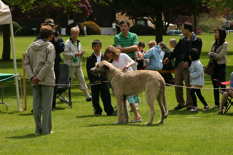 L'étonnante taille du Irish Wolfhound ou lévrier irlandais L etonnante taille du Irish wolfhound ou levrier irlandais 9 L-etonnante-taille-du-Irish-wolfhound-ou-levrier-irlandais-9