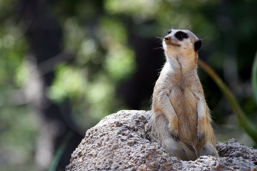 Le suricate ou ange du soleil Le suricate ou ange du soleil 1 Le-suricate-ou-ange-du-soleil-1