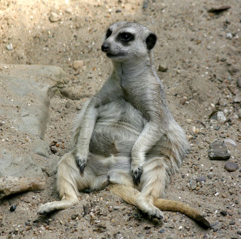 Le suricate ou ange du soleil Le suricate ou ange du soleil 10 Le-suricate-ou-ange-du-soleil-10