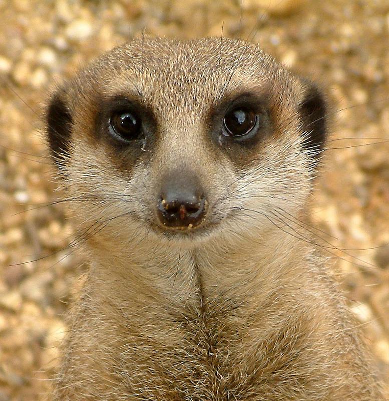 Le suricate ou ange du soleil Le suricate ou ange du soleil 11 Le-suricate-ou-ange-du-soleil-11