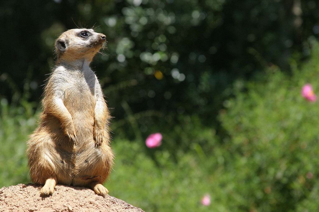 Le suricate ou ange du soleil Le suricate ou ange du soleil 13 Le-suricate-ou-ange-du-soleil-13