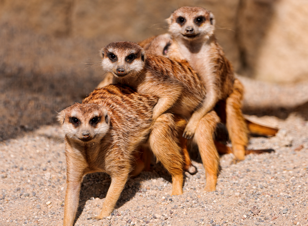 Le suricate ou ange du soleil Le suricate ou ange du soleil 14 Le-suricate-ou-ange-du-soleil-14