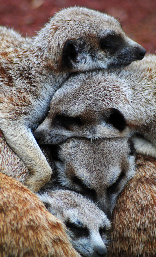 Le suricate ou ange du soleil Le suricate ou ange du soleil 15 Le-suricate-ou-ange-du-soleil-15