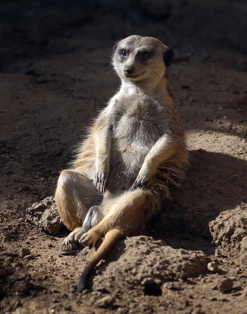 Le suricate ou ange du soleil Le suricate ou ange du soleil 18 Le-suricate-ou-ange-du-soleil-18