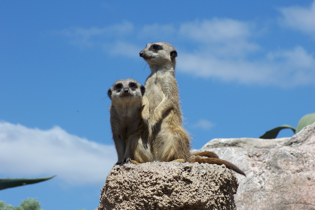 Le suricate ou ange du soleil Le suricate ou ange du soleil 20 Le-suricate-ou-ange-du-soleil-20