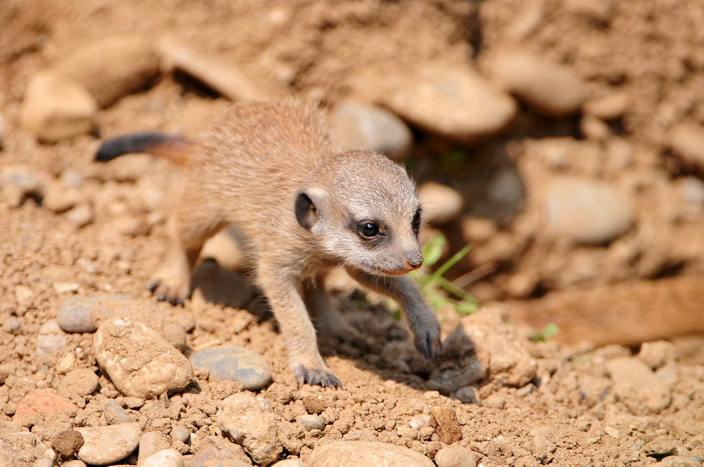 Le suricate ou ange du soleil Le suricate ou ange du soleil 21 Le-suricate-ou-ange-du-soleil-21