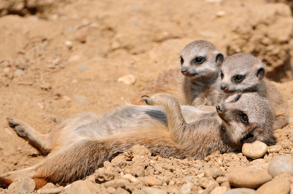 Le suricate ou ange du soleil Le suricate ou ange du soleil 22 Le-suricate-ou-ange-du-soleil-22
