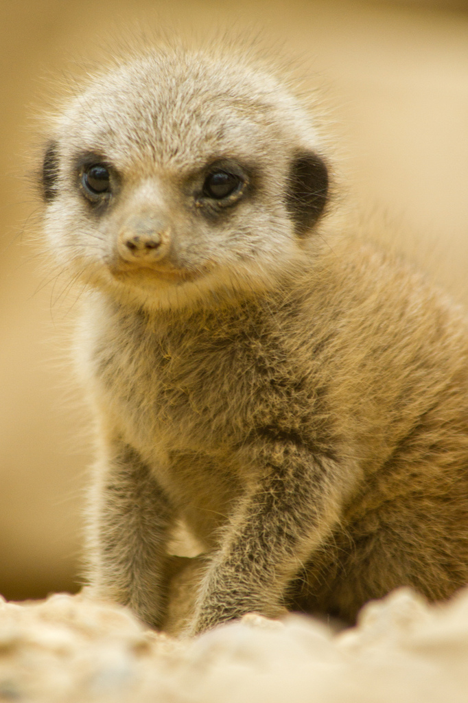 Le suricate ou ange du soleil Le suricate ou ange du soleil 24 Le-suricate-ou-ange-du-soleil-24