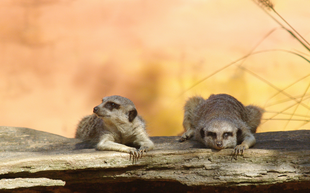 Le suricate ou ange du soleil Le suricate ou ange du soleil 25 Le-suricate-ou-ange-du-soleil-25
