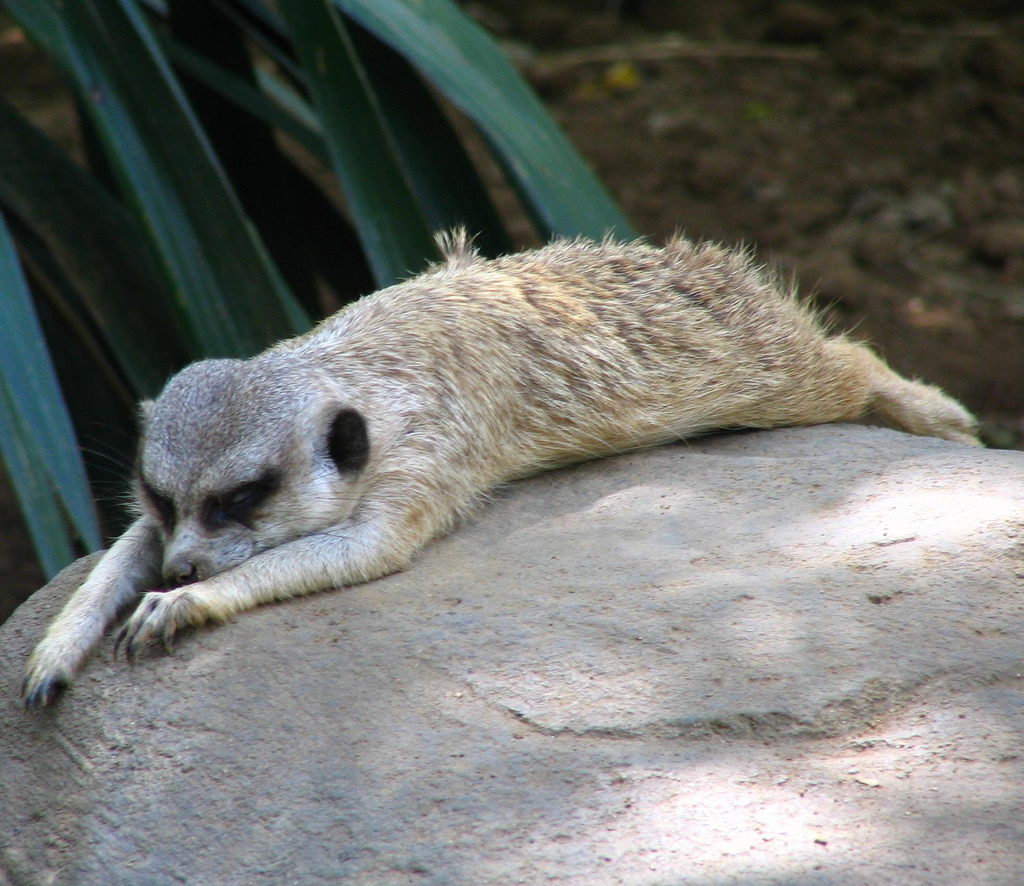 Le suricate ou ange du soleil Le suricate ou ange du soleil 26 Le-suricate-ou-ange-du-soleil-26