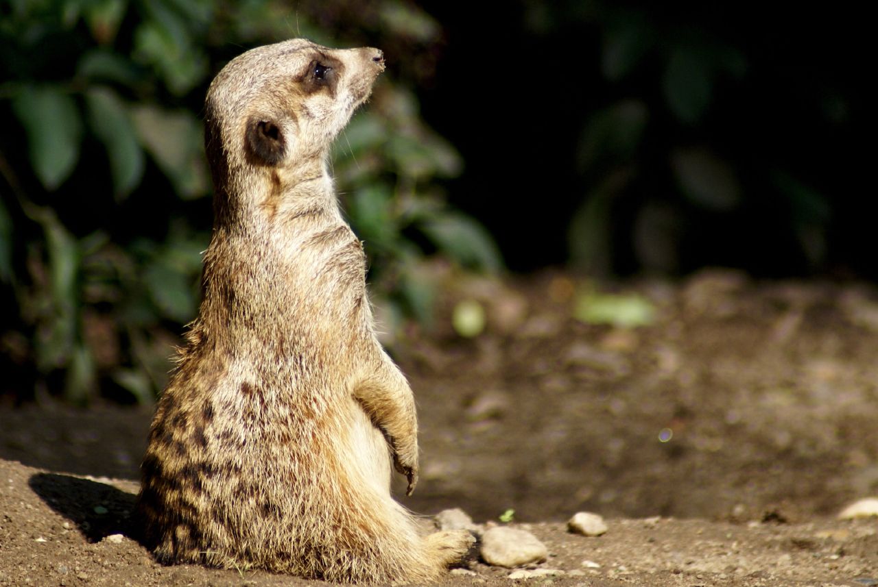 Le suricate ou ange du soleil Le suricate ou ange du soleil 27 SONY DSC