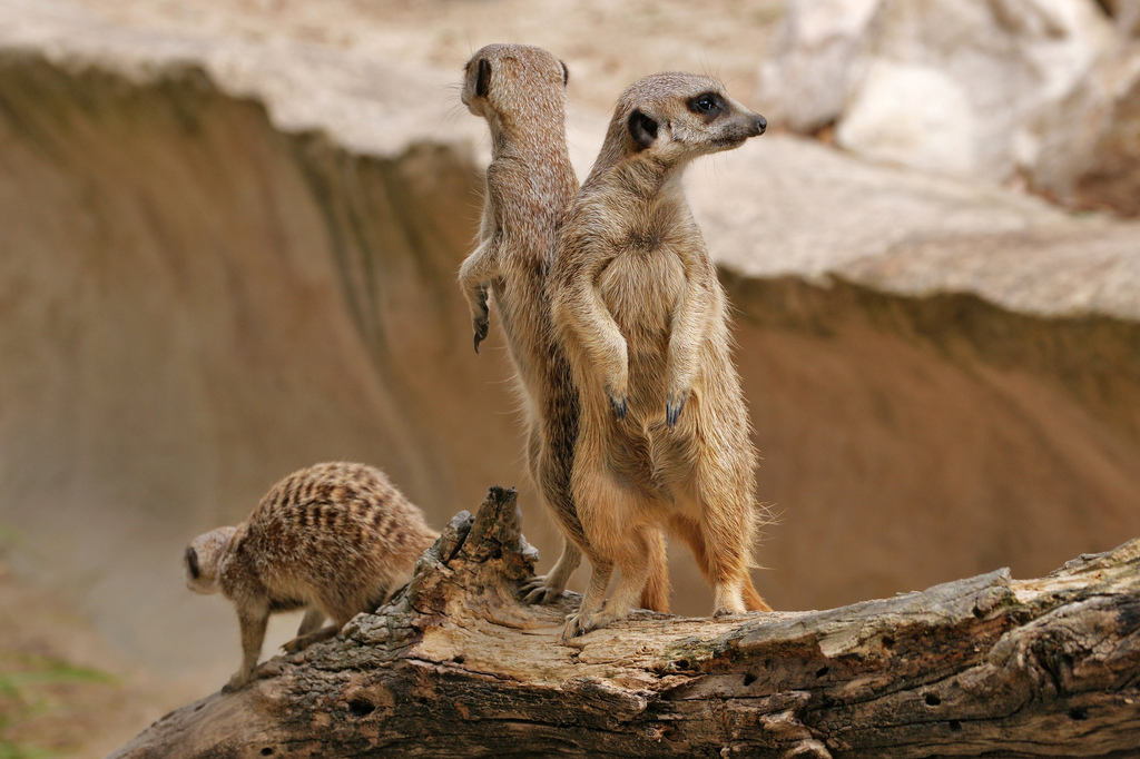 Le suricate ou ange du soleil Le suricate ou ange du soleil 29 Le-suricate-ou-ange-du-soleil-29