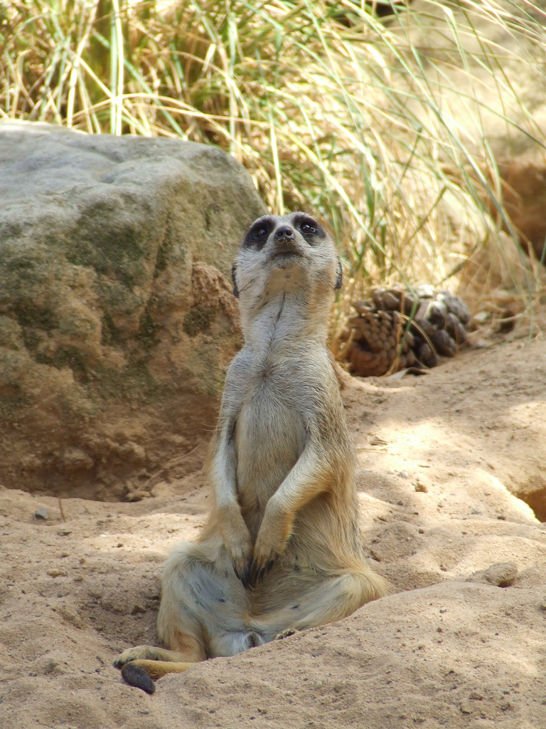 Le suricate ou ange du soleil Le suricate ou ange du soleil 3 Le-suricate-ou-ange-du-soleil-3