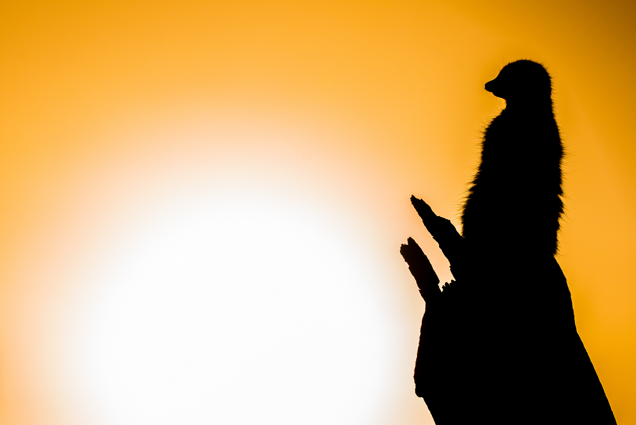 Le suricate ou ange du soleil Le suricate ou ange du soleil 32 Le-suricate-ou-ange-du-soleil-32