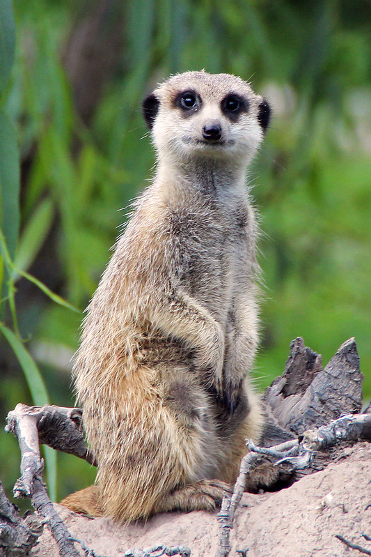 Le suricate ou ange du soleil Le suricate ou ange du soleil 4 Le-suricate-ou-ange-du-soleil-4