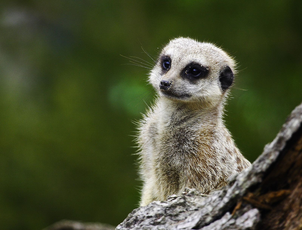 Le suricate ou ange du soleil Le suricate ou ange du soleil 5 Le-suricate-ou-ange-du-soleil-5