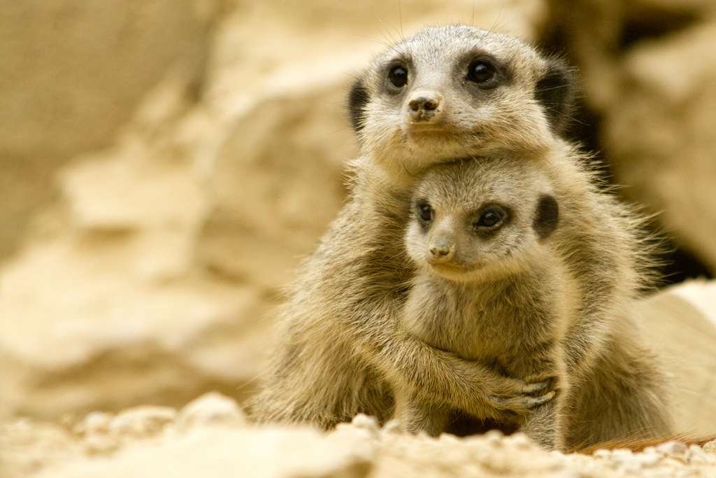 Le suricate ou ange du soleil Le suricate ou ange du soleil 6 Le-suricate-ou-ange-du-soleil-6