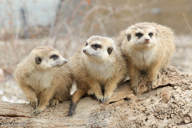 Le suricate ou ange du soleil Le suricate ou ange du soleil 7 Le-suricate-ou-ange-du-soleil-7