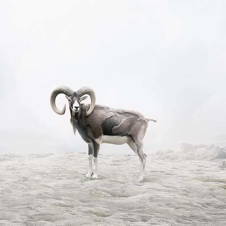 Meditations - des collages numériques d'animaux par Alice Zilberberg Meditations des collages numeriques d animaux par Alice Zilberberg 7 Meditations-des-collages-numeriques-d-animaux-par-Alice-Zilberberg-7