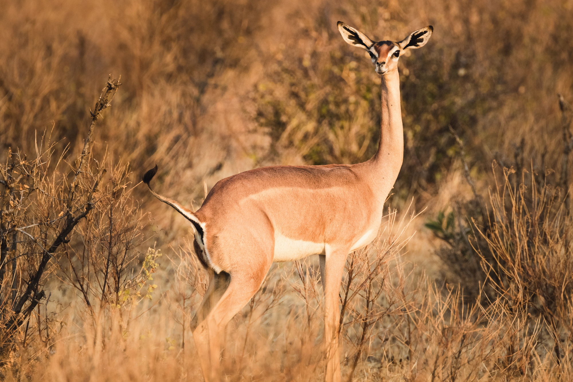 gerenuk gazelle de Waller ou gazelle girafe 1 gazelle-girafe ou gérénuk avec son long cou et ses grandes oreilles