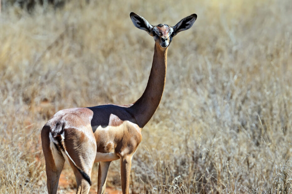La gazelle-girafe ou gérénuk, l’antilope au long cou gerenuk gazelle de Waller ou gazelle girafe 2 gerenuk gazelle de Waller ou gazelle girafe 2