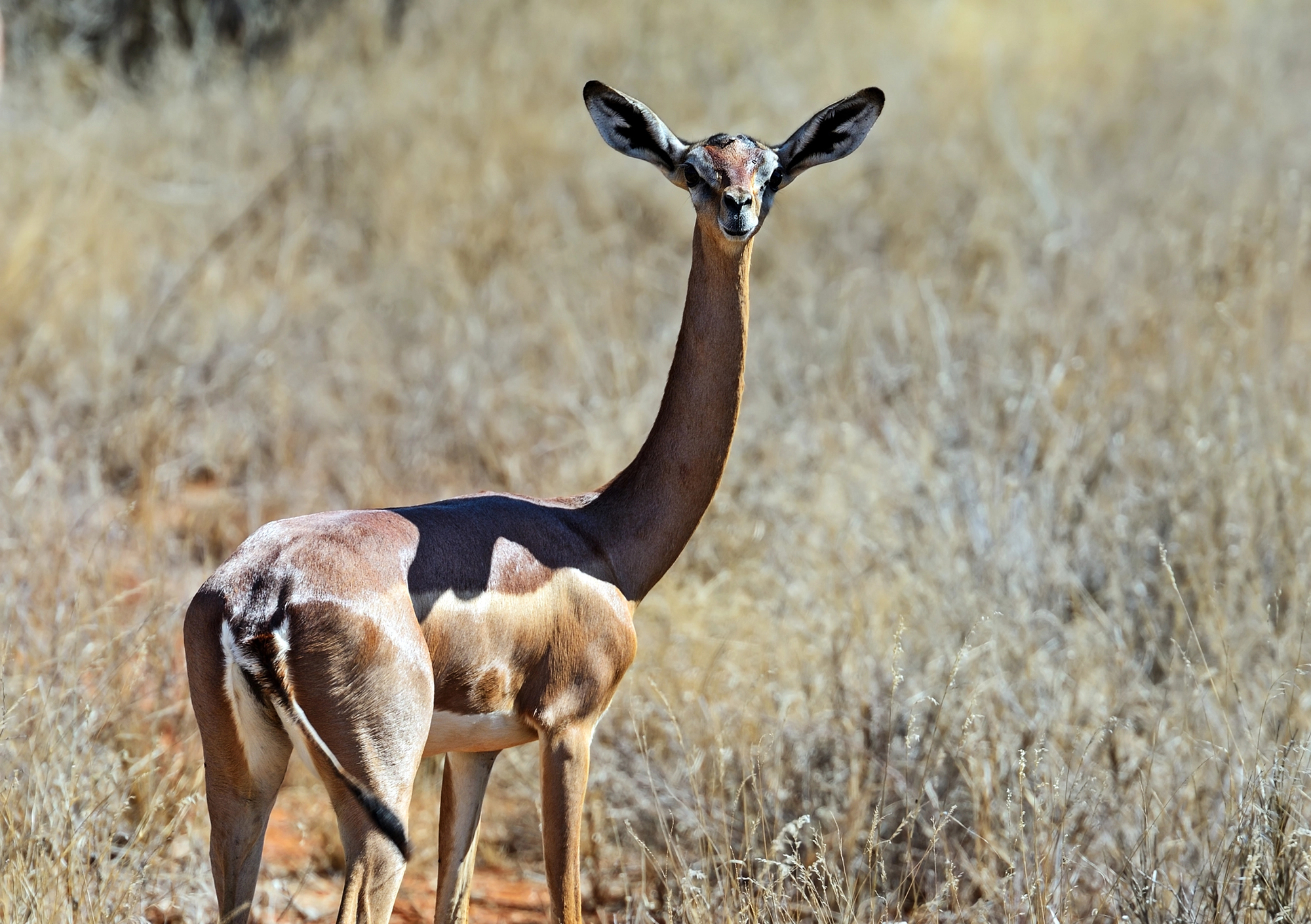 gerenuk gazelle de Waller ou gazelle girafe 2 gerenuk gazelle de Waller ou gazelle girafe 2