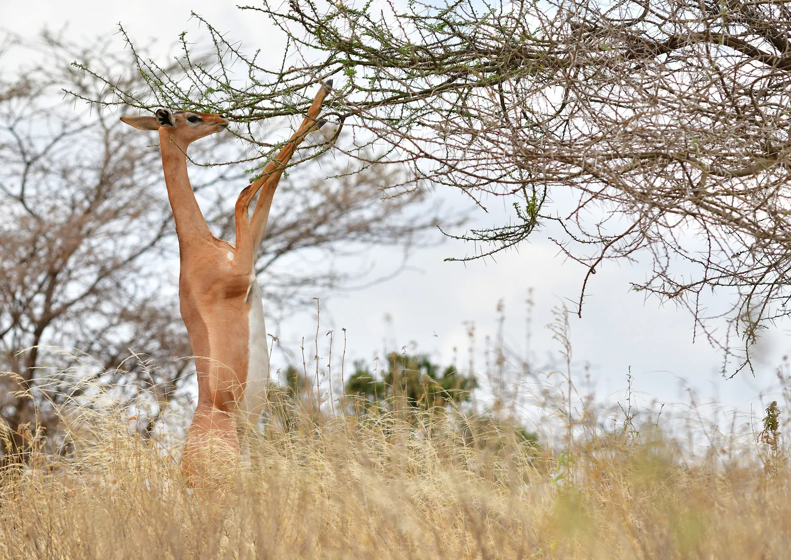 Gazelle-girafe se nourrissant d'un arbre Gazelle-girafe se nourrissant d'un arbre