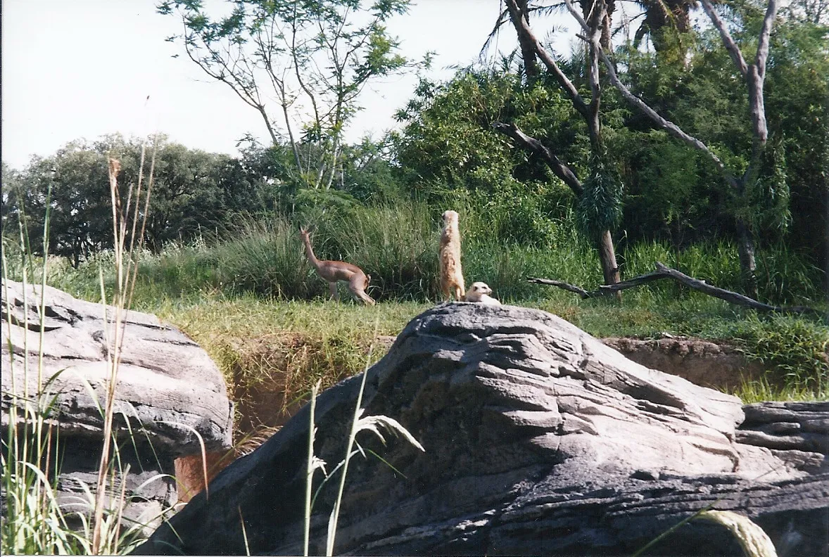Des suricates surveillant un gérénuk Des suricates surveillant un gérénuk