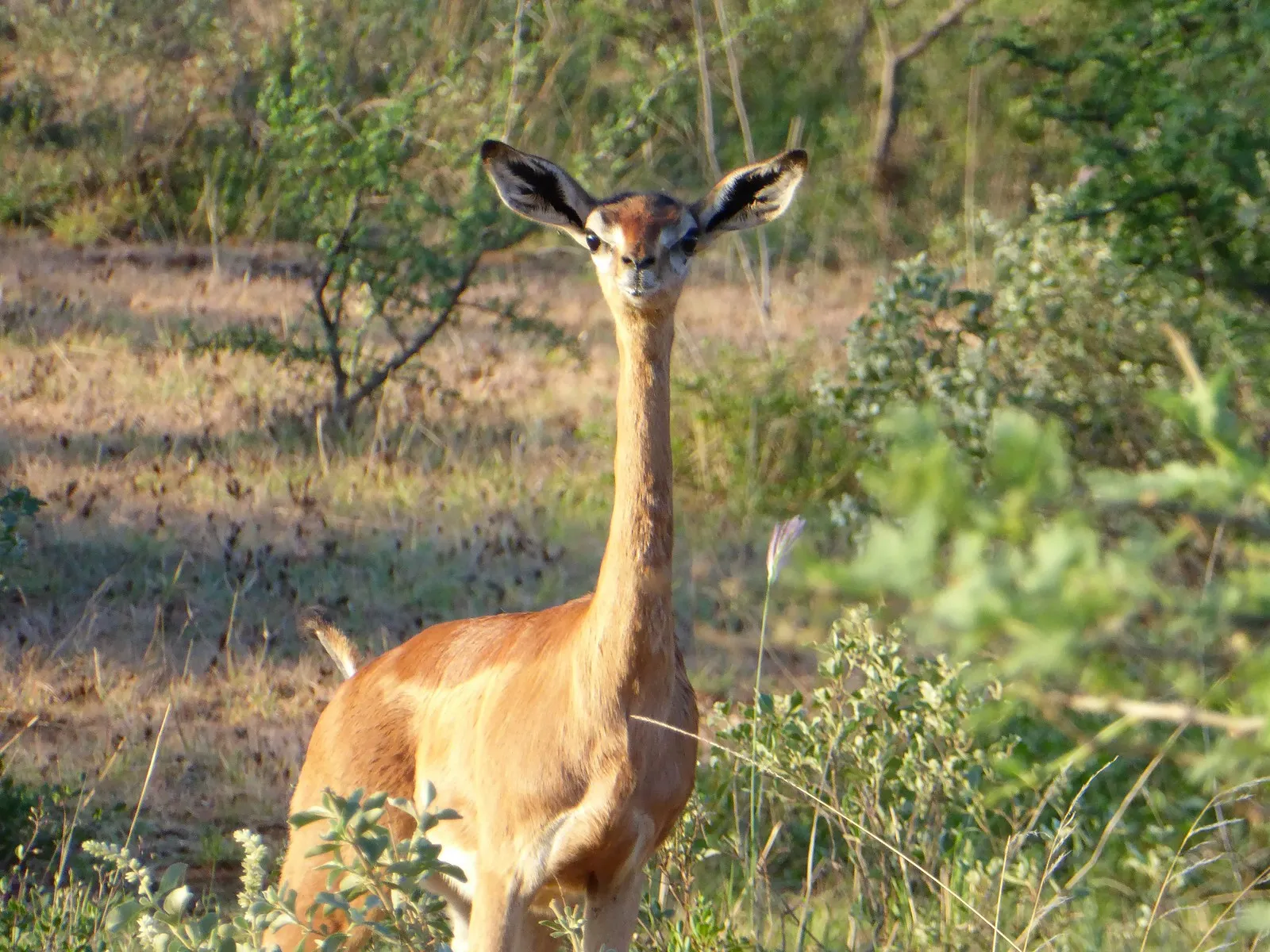 gazelle-girafe dans un paysage sec d’Afrique orientale gazelle-girafe dans un paysage sec d’Afrique orientale
