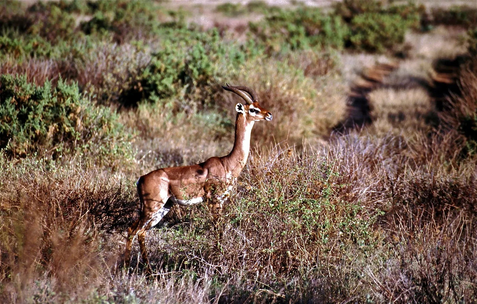 gerenuk gazelle de Waller ou gazelle girafe 7 gerenuk gazelle de Waller ou gazelle girafe 7
