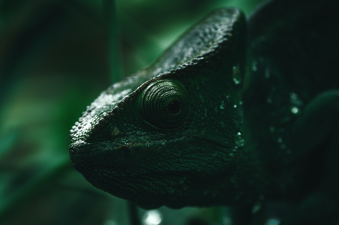 La vie sauvage de Madagascar par Ben Simon Rehn La vie sauvage de Madagascar par Ben Simon Rehn 3 cameleon La-vie-sauvage-de-Madagascar-par-Ben-Simon-Rehn-3-cameleon