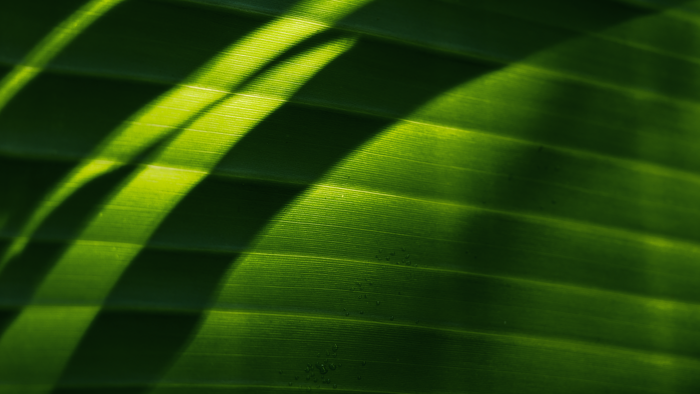 La vie sauvage de Madagascar par Ben Simon Rehn La vie sauvage de Madagascar par Ben Simon Rehn 8 feuilles La-vie-sauvage-de-Madagascar-par-Ben-Simon-Rehn-8-feuilles