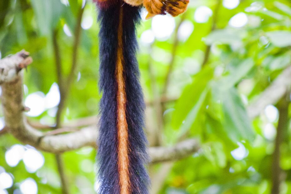 Écureuil géant de Malabar : le Ratufa indica multicolore des forêts d’Inde Ratufa indica ecureuil geant malabar d inde aux jolies couleurs 1 Ratufa indica ecureuil geant malabar d inde aux jolies couleurs 1